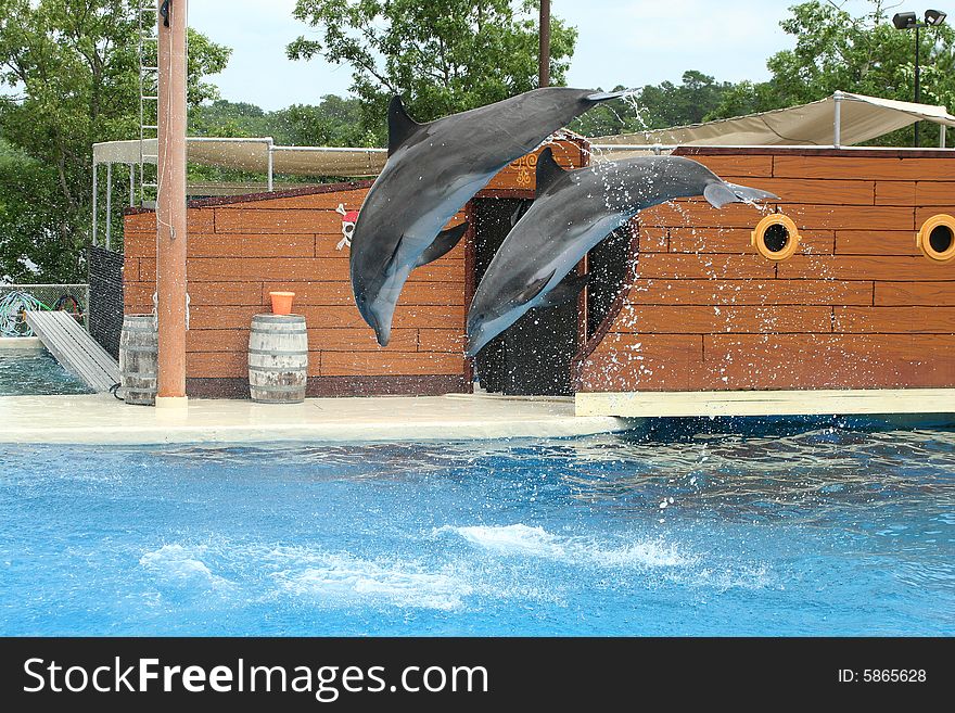 Two dolphins jumping through the air in a pool