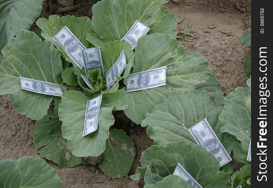 Dollars in the cabbage. money.