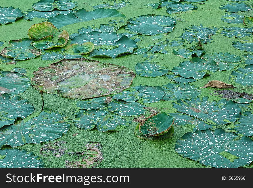 Lotus pond in the park.