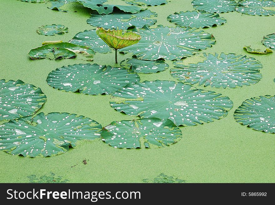 Lotus Pond