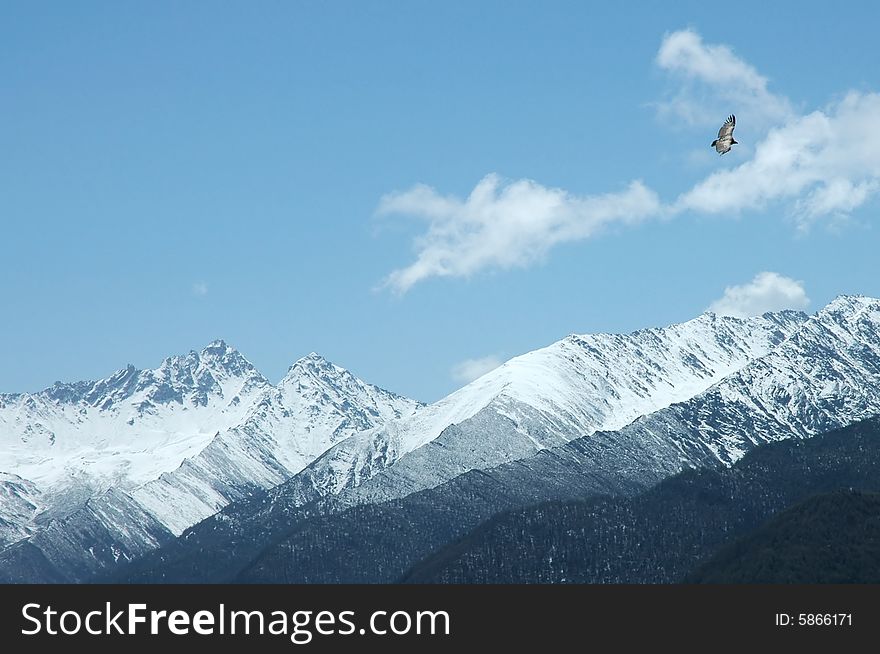 Bird flying over snow mountain