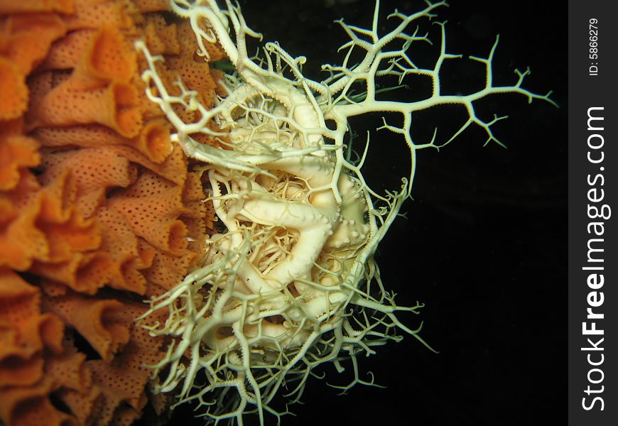 Albino Basket Star on false lace coral