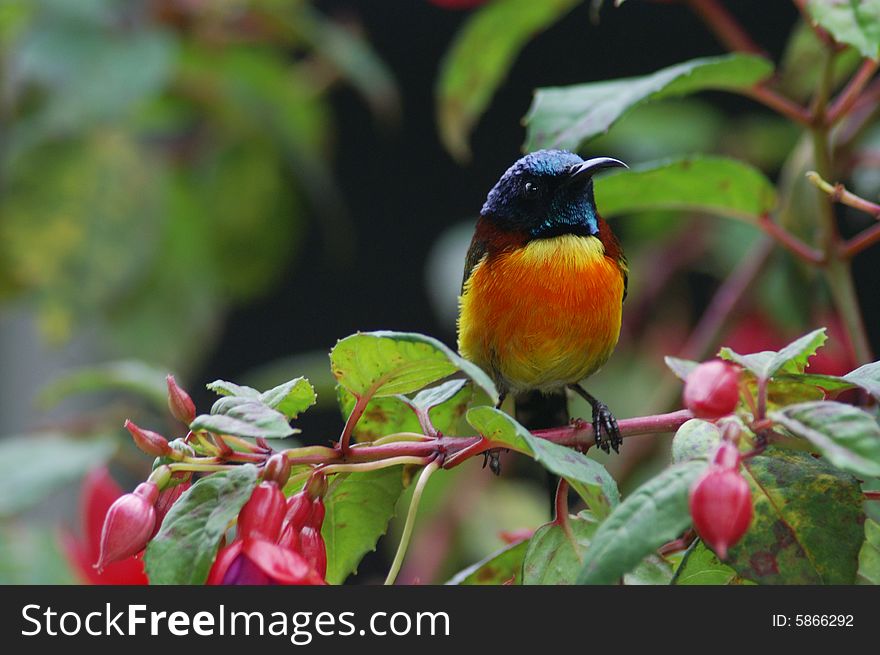 Green tail sun bird in Thailand