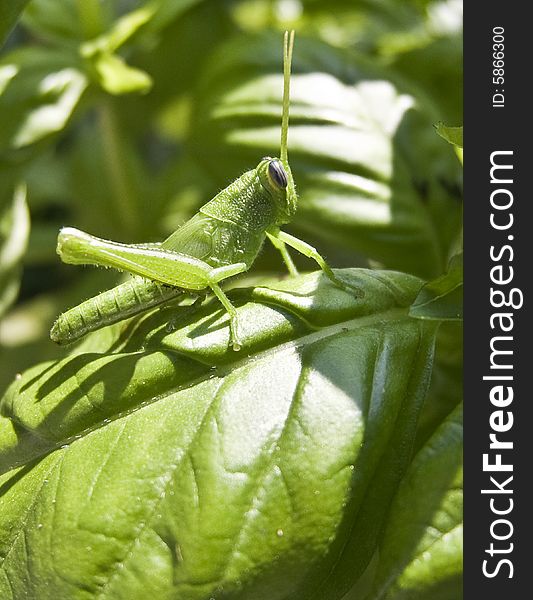 A closeup of a grasshopper on a basil leaf. A closeup of a grasshopper on a basil leaf.