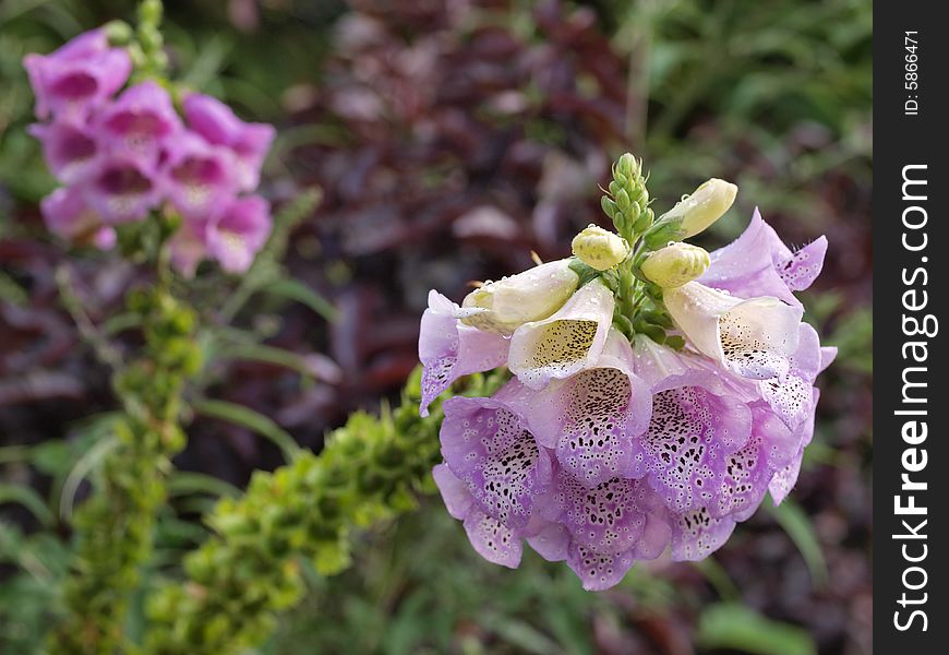 Foxglove(Digitalis Purpurea) in Central Park Garden