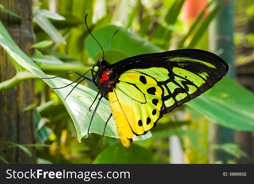 Second largest birdwing butterfly in the world. Second largest birdwing butterfly in the world