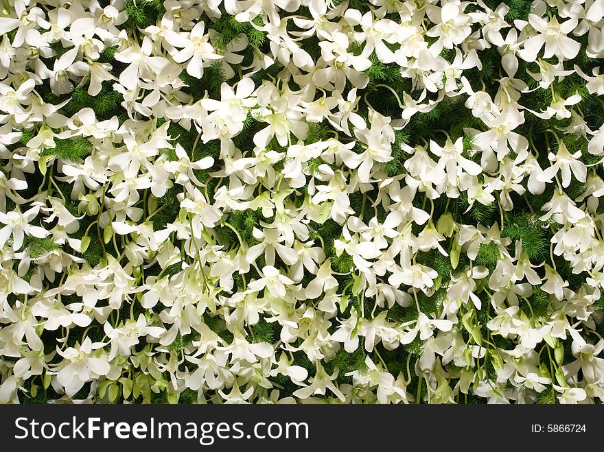 The close up observation of beautiful white flower wall in details.