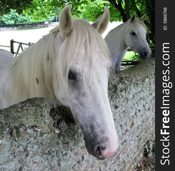 Friendly white mare and stallion waiting for an apple