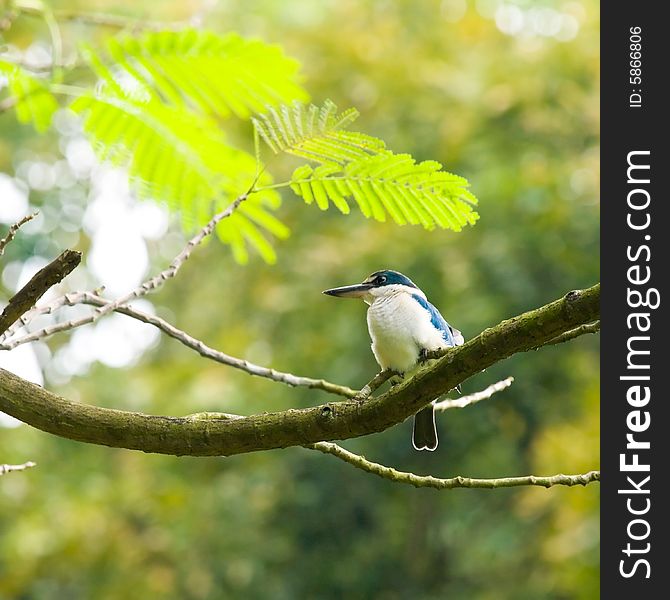 Kingfisher In Tree