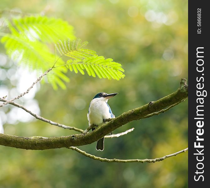 White collared kingfisher, halcyon chloris, high on a branch in a tree. White collared kingfisher, halcyon chloris, high on a branch in a tree