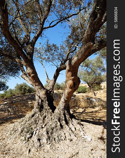 Aged olive tree on a hill