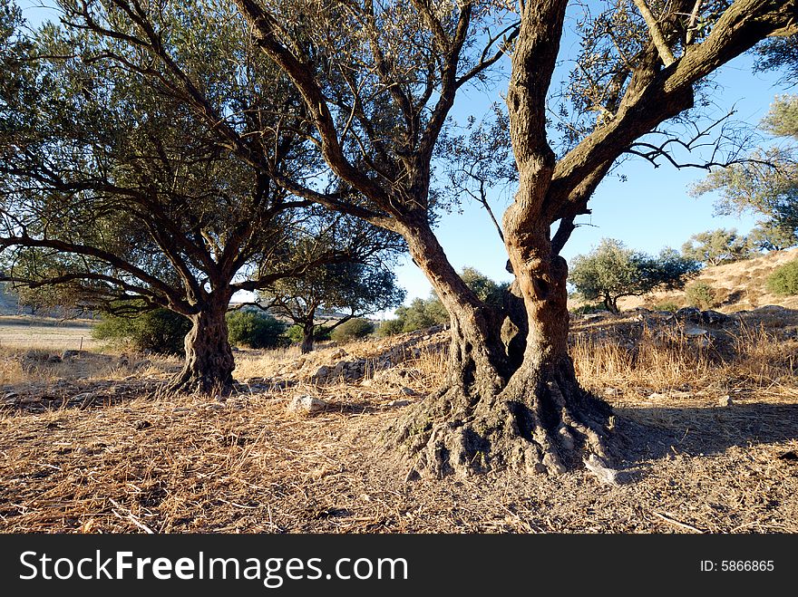 Aged olive tree on a hill