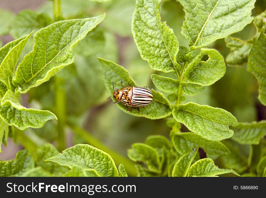 Bush of the potatoes, agriculture