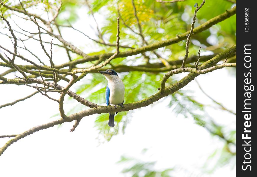 Kingfisher In Tree