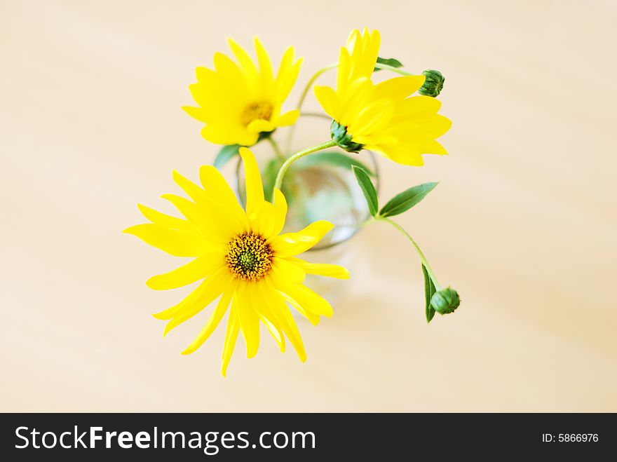 Yellow flower in vase from top. Yellow flower in vase from top