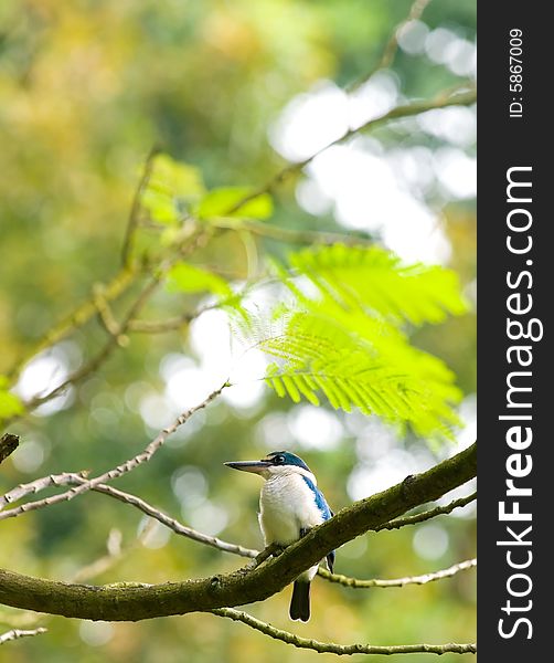 Kingfisher in Tree