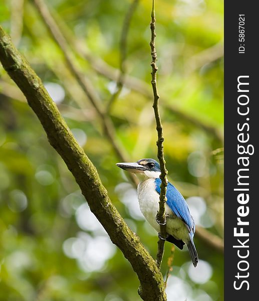 White collared kingfisher, halcyon chloris, high on a branch in a tree. White collared kingfisher, halcyon chloris, high on a branch in a tree