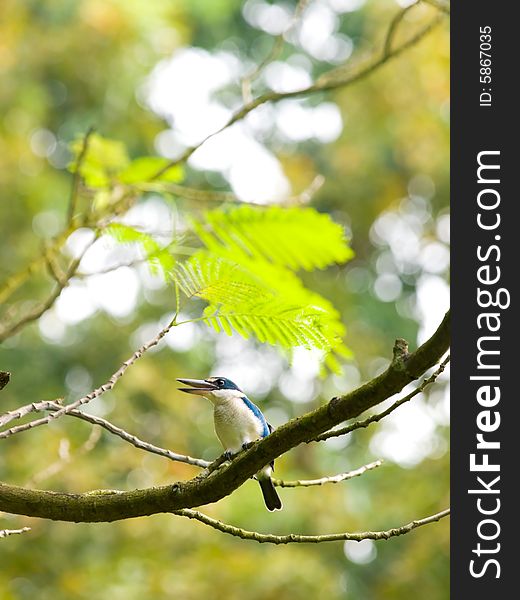 Kingfisher In Tree
