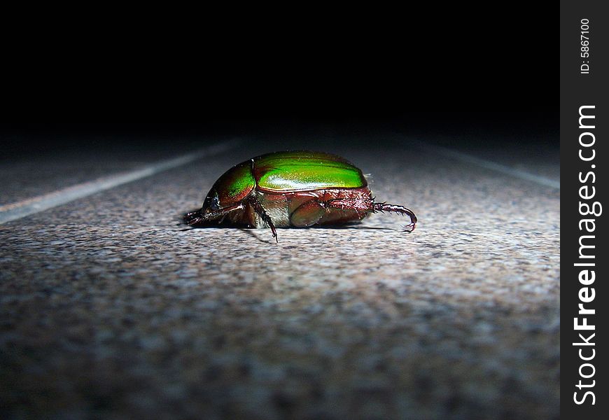 A beatle which picture I took on my porch. A beatle which picture I took on my porch.