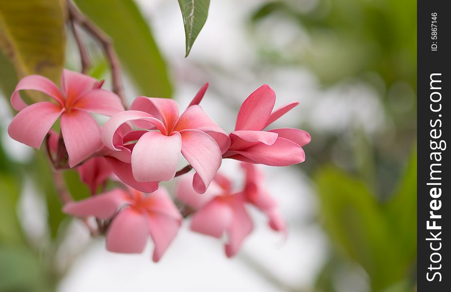 A cluster of freshly bloom pristine pink frangipanis. A cluster of freshly bloom pristine pink frangipanis