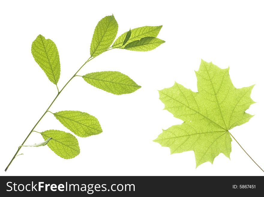 Leaves isolated on white background. Leaves isolated on white background
