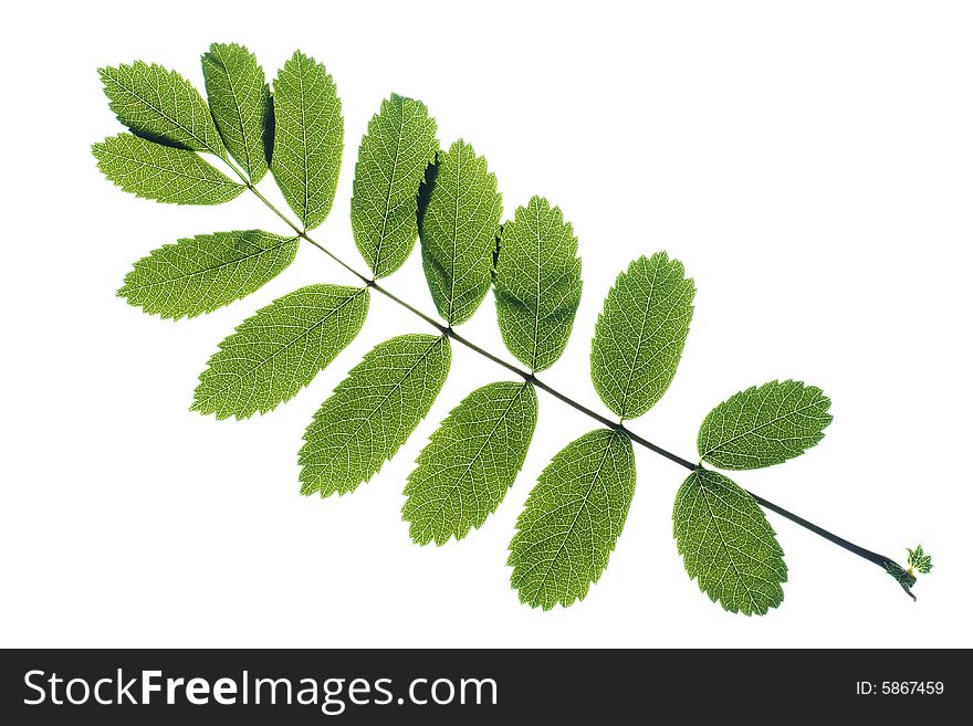 Leaves On White