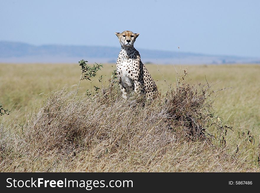 African cheetah on watch in Serengeti, Tanzania