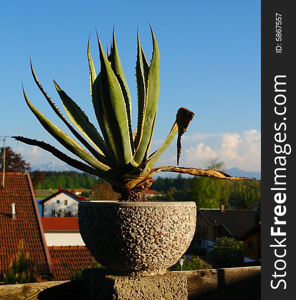 Decorative  a plant in a concrete cup on a background of clouds of roofs of a tile and skies. Decorative  a plant in a concrete cup on a background of clouds of roofs of a tile and skies.