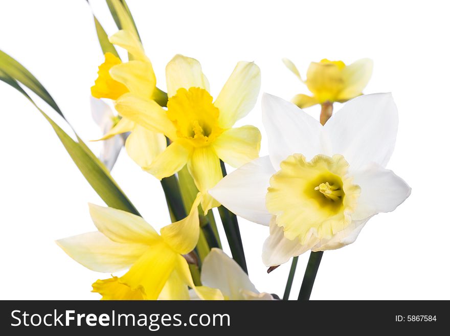 Flower isolated on white background. Flower isolated on white background.