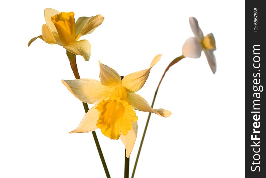 Flower isolated on white background. Flower isolated on white background.