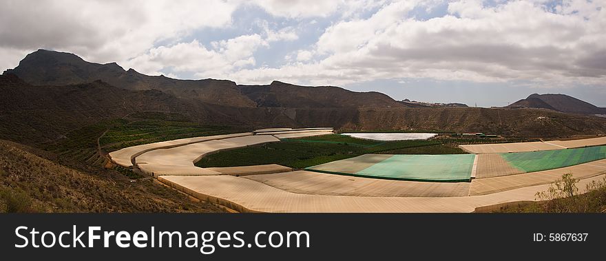 Plantation of bananas in Las Americas, Tenerife. Plantation of bananas in Las Americas, Tenerife