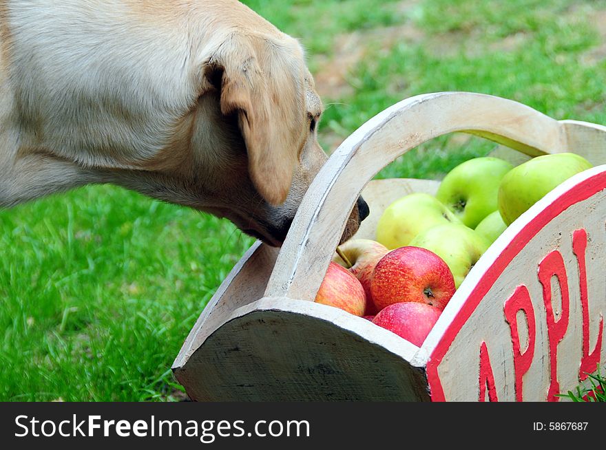 Shot of a labrador puppy looking in a box of apples. Shot of a labrador puppy looking in a box of apples