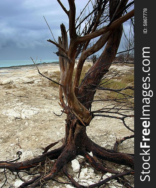 The dried-up tree on eroded hostile beach in Freeport on Grand Bahama Island, The Bahamas. The dried-up tree on eroded hostile beach in Freeport on Grand Bahama Island, The Bahamas.