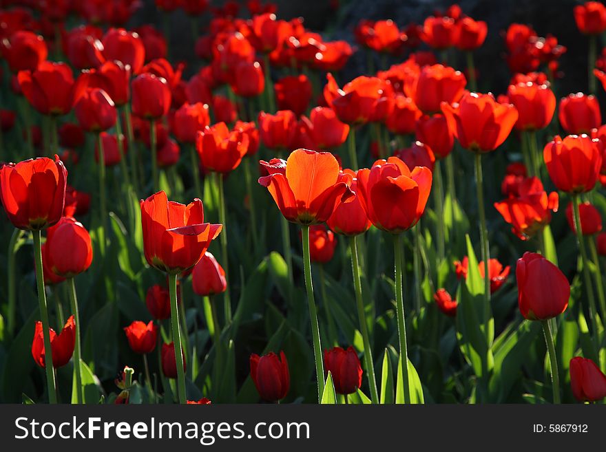 Blossoming tulips in sunset light