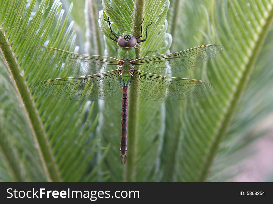 Dragonfly on a sago palm.  The delicate wings of the dragonfly are represented in this photo.