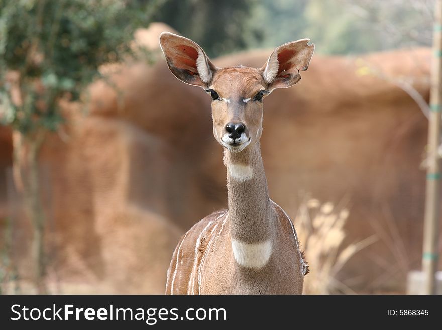 An African deer being startled.  The gazelle is aware of a predator and is at atention