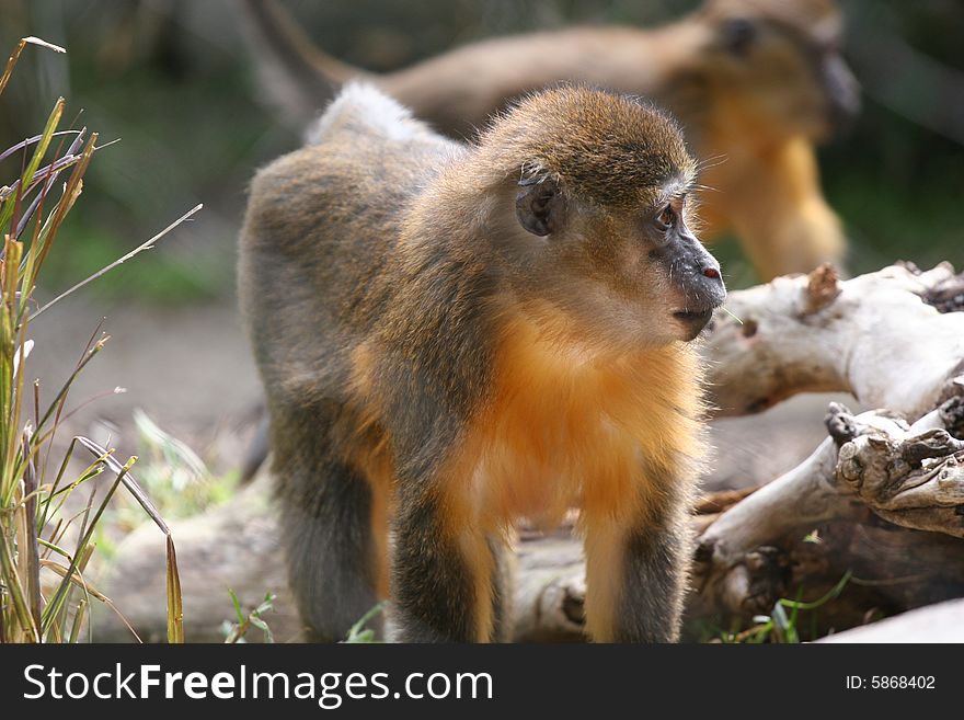 An orange and brown monkey walks around.  The exotic primate from africa is in his natural surroundings