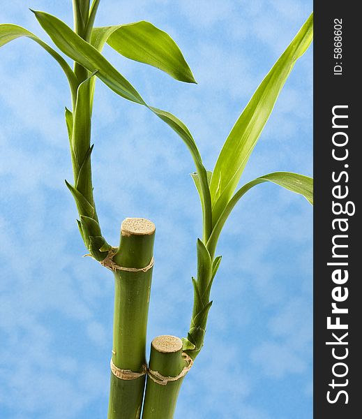 A bamboo plant over a blue 'cloudy' background. A bamboo plant over a blue 'cloudy' background.