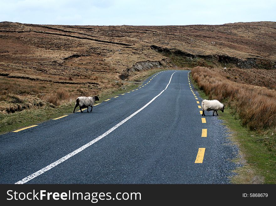 2 white sheeps on road in Ireland. 2 white sheeps on road in Ireland