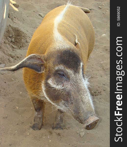 Brush an ear pig Potamochoerus porcus in the Moscow zoo