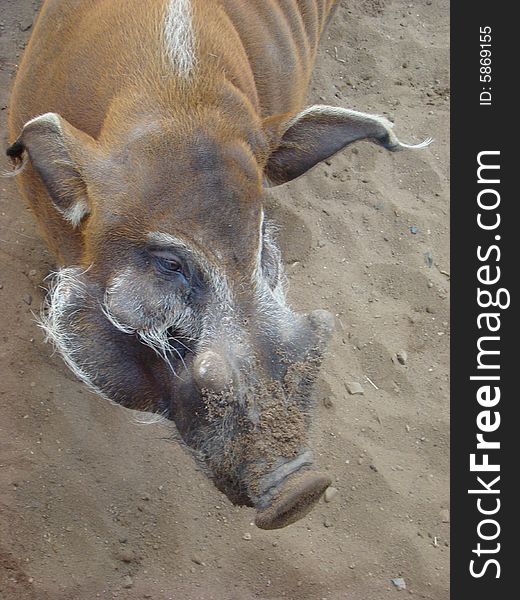 Brush An Ear Pig Potamochoerus Porcus