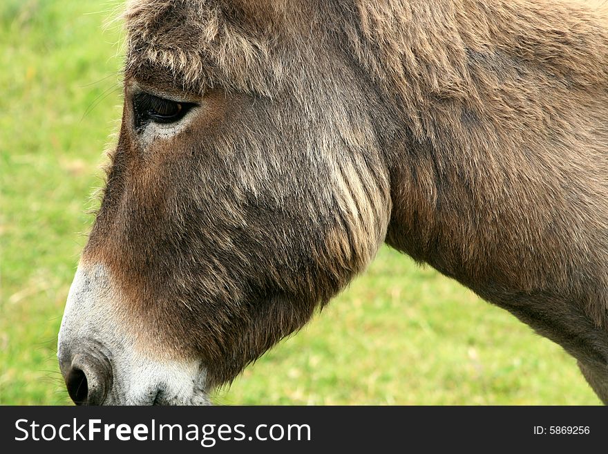 Donkey head