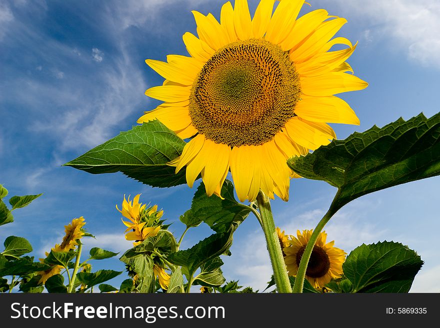 Field of sunflowers with clouds background