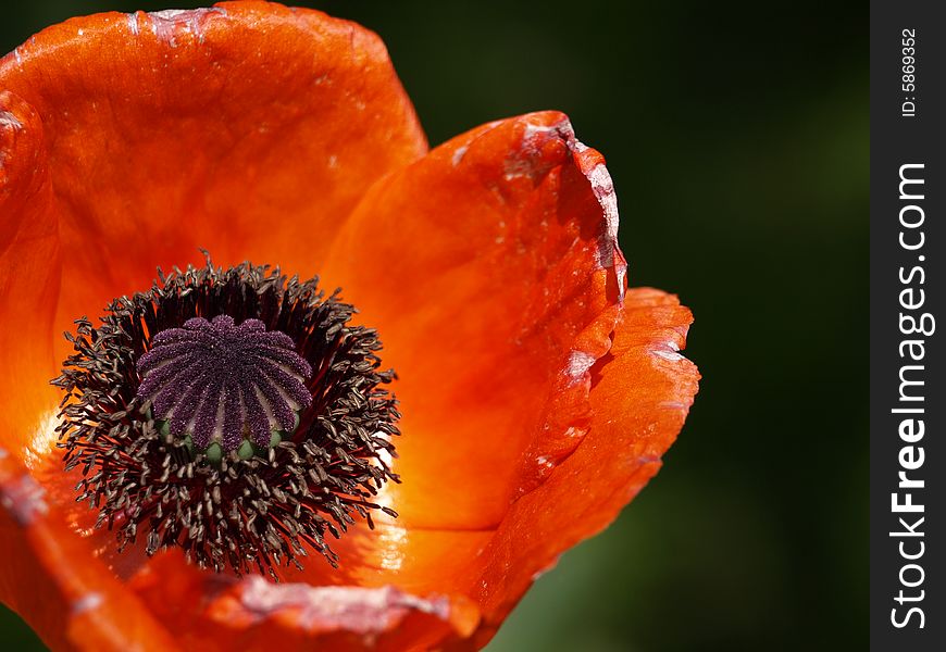 The remarkable dark orange poppy flower, shot a major plan. The remarkable dark orange poppy flower, shot a major plan.