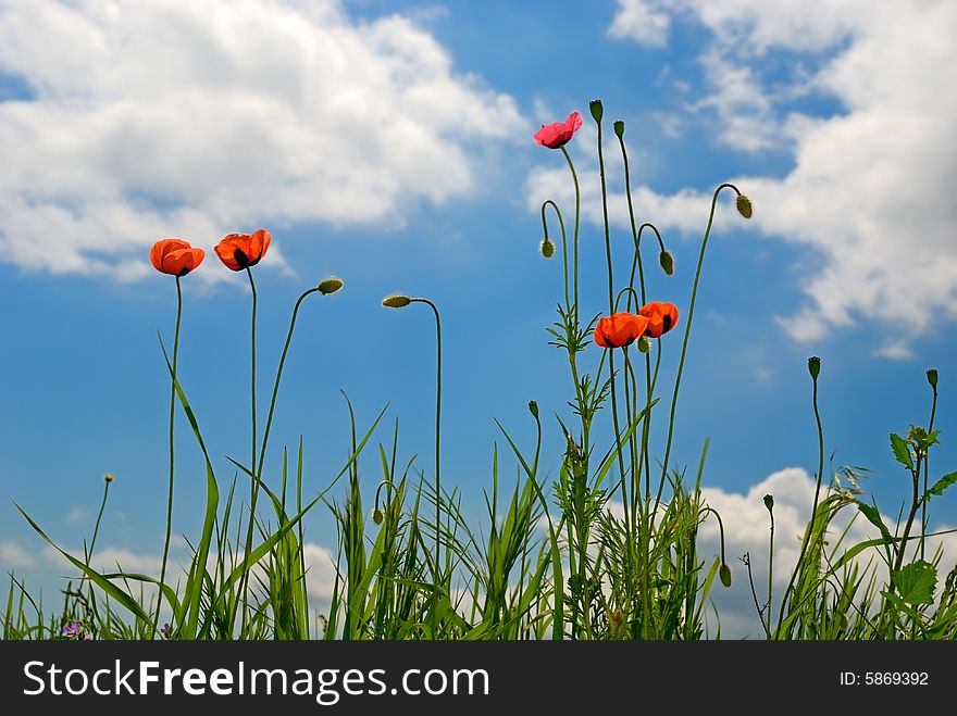 Landscape - field with poppies, blue sky and green grass