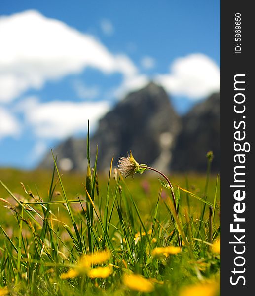 A landscape shot with the focus on a flower and a blurred mountain and sky in the background. A landscape shot with the focus on a flower and a blurred mountain and sky in the background.