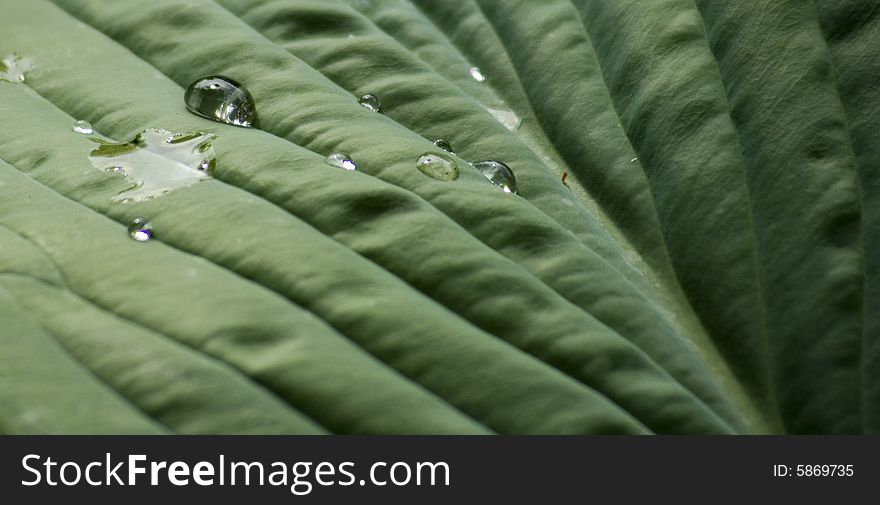 Close up of droplets on the leaf of a large plant. Close up of droplets on the leaf of a large plant.