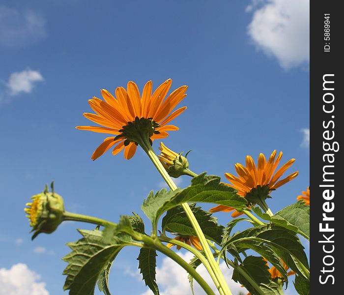 Yellow flowers on a background of the blue sky