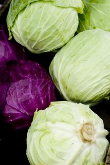 Green Cabbage Royalty Free Stock Photos Green Cabbage Royalty Free Stock Photos