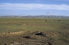Oryx In Qinghai-Tibet Platean Stock Photography Oryx In Qinghai-Tibet Platean Stock Photography